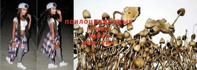 Галлюциногенные грибы Magic Shrooms  Амурск 